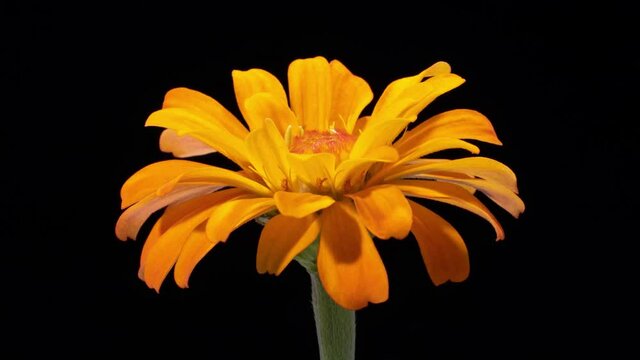 Time lapse of a Orange Zinnia blooming.