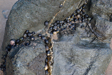 Caracoles en una piedra