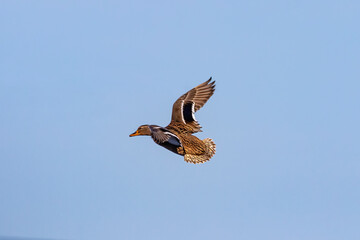 Female of mallard duck or wild duck in flight, (Anas platyrhynchos)
