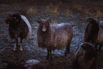 Black merino sheep on a farm in Norway