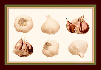 Knoblauch