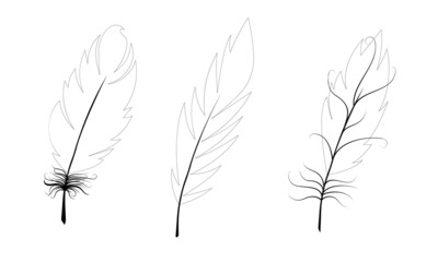 Ensemble de plumes d& 39 oiseaux. Contours de plumes noires sur fond blanc. Illustration vectorielle.