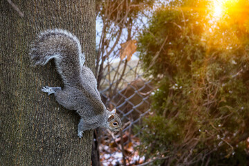 Squirrel on tree close up with sub flare