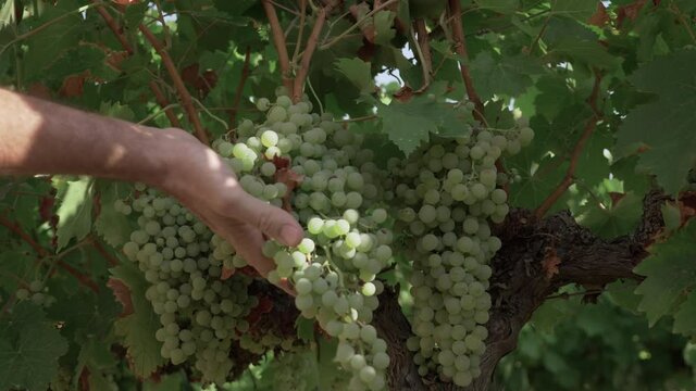 A farmer's hand inspecting a bunch of grapes in a vineyard before harvesting. Green vine.. White wine production. Fino, Xerez, Malaga Virgin. Pedro Ximenez
