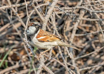 Sparrow resting on a bush tree