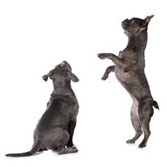 Obraz premium Two dogs looking up isolated on white background