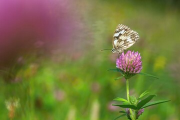 The marbled white butterfly sitting on purple clover flower growing in the field on a summer day. Green grass in the background. Copy space. Contrast colors.