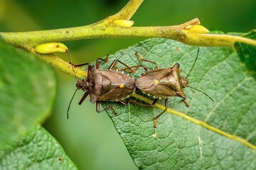 Top view of two brown red legged shield bugs, pentatoma rufipes, sitting on green leaf mating. Summer day in nature.