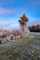 Winterlich mit Frost ohne Schnee ein strahlend blauer Himmel ein noch brauner Baum
