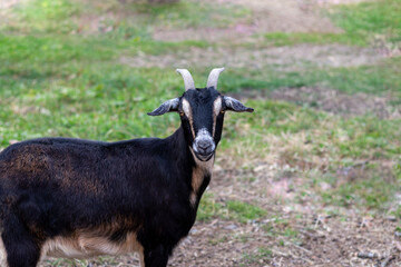Black and Tan goat closeup standing in grass field