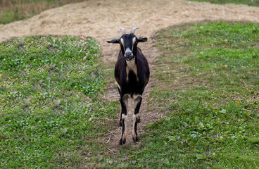 Black and Tan goat closeup standing in grass field