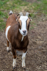 Obraz na płótnie Canvas Brown and Tan goat closeup standing in grass field