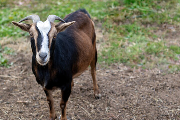 Naklejka na ściany i meble Black and Tan goat closeup standing in grass field