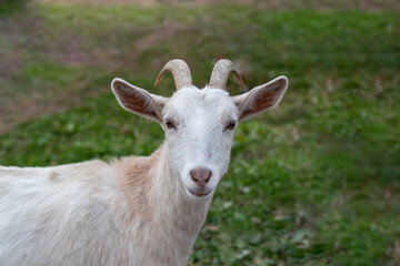 White Kiko Goat closeup surrounded by green grass