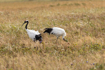 Obraz na płótnie Canvas Two red-crowned cranes. Kunashir Island. South Kuriles