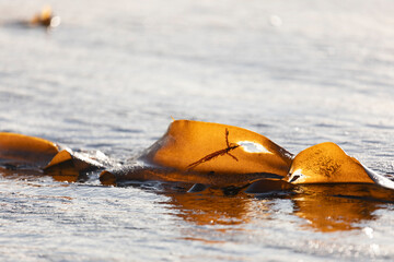 Obraz premium Seaweed or Laminaria lies on the sand by the ocean, Kunashir Island