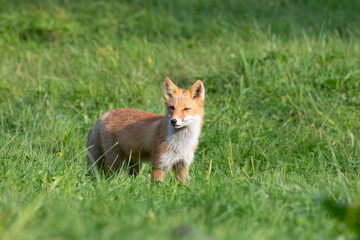 Adult red fox stand on green grass, Kunashir Island