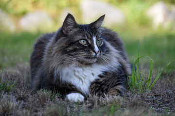 Naklejka na ściany i meble Tabby cat on grass