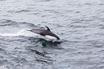 Fototapeta premium Common dolphin jumping on the waves. Sea of Okhotsk
