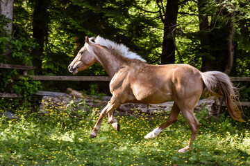 Naklejka na ściany i meble Palomino horse cantering with forest background