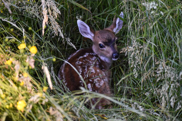 Blacktail fawn in grass