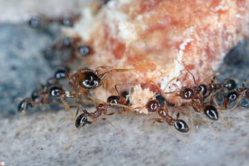Ants - Pheidole megacepha collecting food scraps from the floor of a house. This is a dangerous...