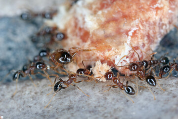 Ants - Pheidole megacepha collecting food scraps from the floor of a house. This is a dangerous pest in homes and other buildings. One of the world's 100 most destructive invasive species.