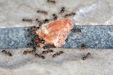 Ants - Pheidole megacepha collecting food scraps from the floor of a house. This is a dangerous pest in homes and other buildings. One of the world's 100 most destructive invasive species.