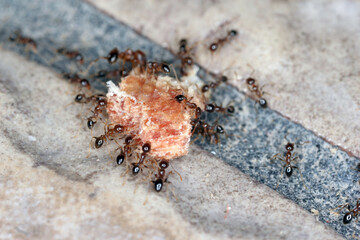 Ants - Pheidole megacepha collecting food scraps from the floor of a house. This is a dangerous pest in homes and other buildings. One of the world's 100 most destructive invasive species.