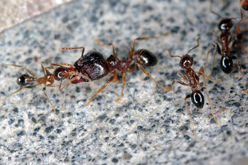Ants - Pheidole megacepha collecting food scraps from the floor of a house. This is a dangerous pest in homes and other buildings. One of the world's 100 most destructive invasive species.