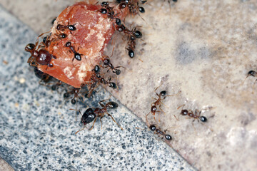 Ants - Pheidole megacepha collecting food scraps from the floor of a house. This is a dangerous pest in homes and other buildings. One of the world's 100 most destructive invasive species.