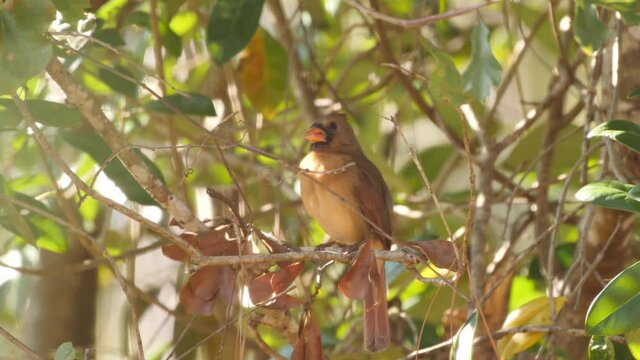 Female northern cardinal perched in a tree with morning light
