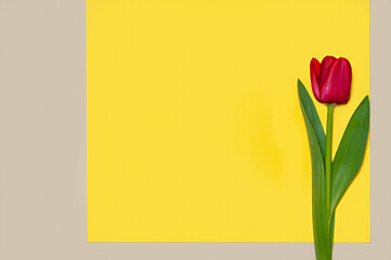Collection of diffrenet kind of tulips on geometric color paper background. Image 15 of 16