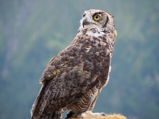 Greifvogel
