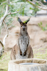 Naklejka na ściany i meble Kangaroo at the Zoo Looking Straight