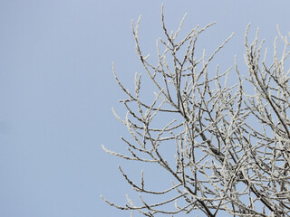 tree branches covered with ice and snow on winter morning