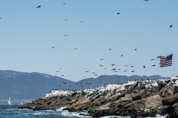Pelicans frolic by the ocean in Marina del Rey, Ca