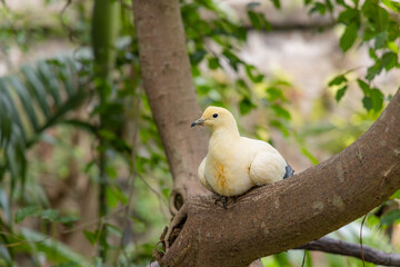 Ducula bicolor in zoo park