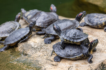Redear turtle in water pond