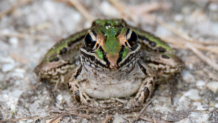 leopard frog