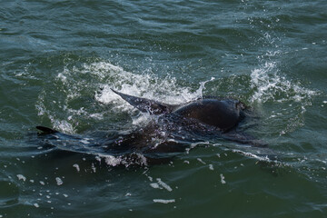 Sealions frolic in Marina del Rey, CA