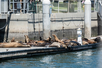 Sealions frolic in Marina del Rey, CA