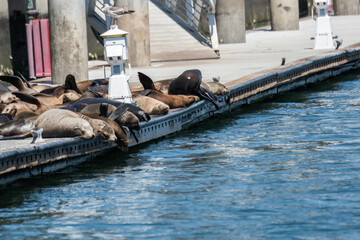 Sealions frolic in Marina del Rey, CA