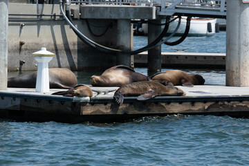 Sealions frolic in Marina del Rey, CA