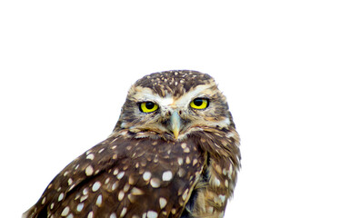burrowing owl (Athene Cunicularia) looking at camera over white sky background