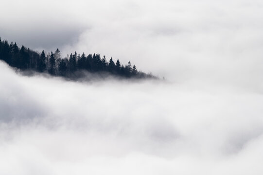Sea ​​of ​​clouds with beautiful landscape with mountains and fir trees © Kozma