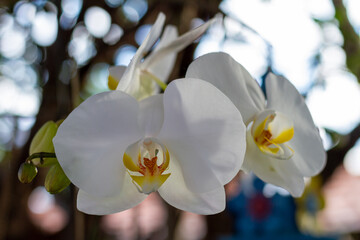 Orquídea Branca 