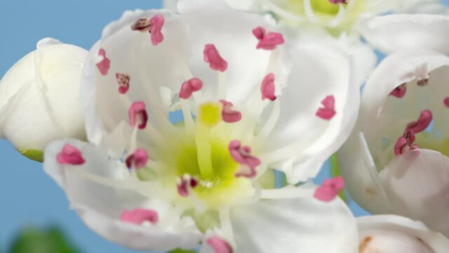 Hawthorn blossom macro timelapse on blue