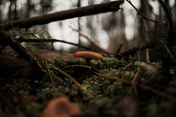 wald