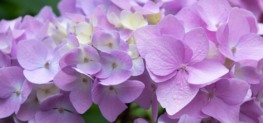 Lovely delicate blooming pink-lilac hydrangeas. Spring summer flowers in the garden. Banner format